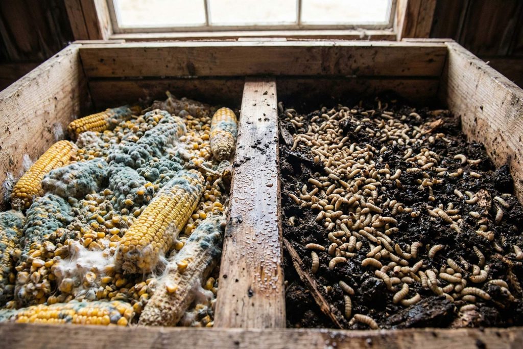 تصویر نمای نزدیک از فرآیند تبدیل ذرت کپک‌زده و آلوده به قارچ توسط توده‌ای از لاروهای مگس سرباز سیاه به کود آلی .