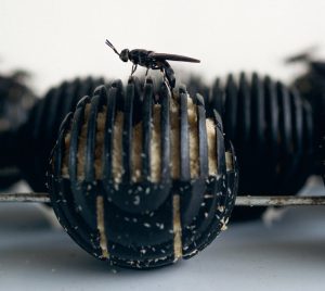 تخم‌گذاری مگس سرباز سیاه