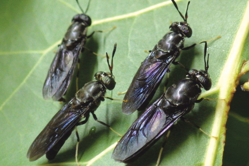 مگس سرباز سیاه